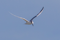 Thalasseus sandvicensis