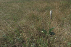Plantago maxima