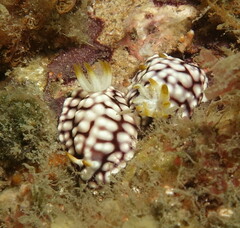 Goniobranchus geometricus