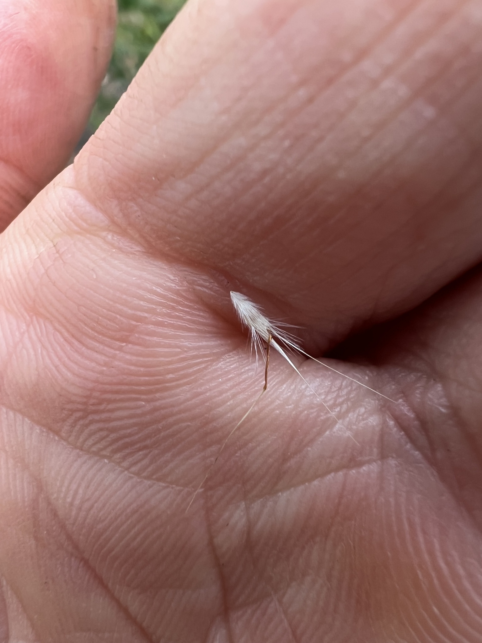Rytidosperma setaceum