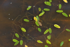 Potamogeton