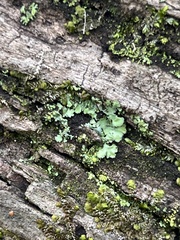 Marchantia polymorpha