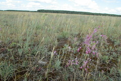 Allium praescissum