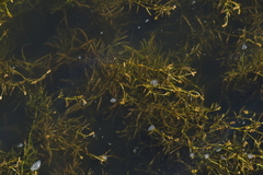 Potamogeton
