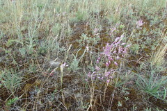 Allium praescissum