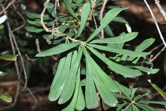 Banksia integrifolia