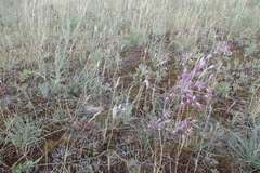 Allium praescissum