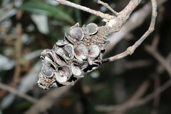 Banksia integrifolia