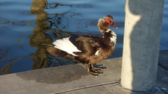Cairina moschata domestica