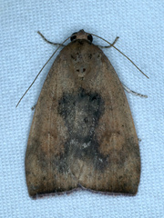 Detounda leptoplasta