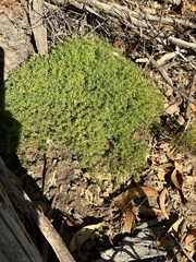 Acrotriche serrulata