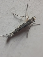 Conopomorpha cyanospila