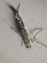 Conopomorpha cyanospila
