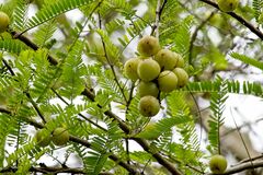 Phyllanthus emblica