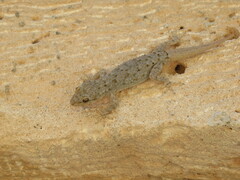 Mediodactylus kotschyi