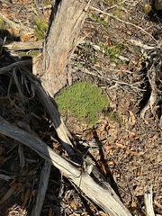 Acrotriche serrulata