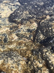 Mauligobius maderensis