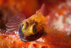 Helcogramma decurrens