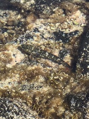 Mauligobius maderensis