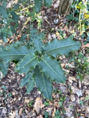 Ilex aquifolium