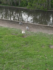 Leucophaeus atricilla