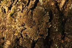 Physconia distorta