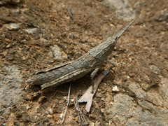 Coryphistes
