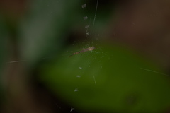 Araneomorphae