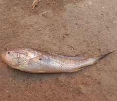Larimichthys