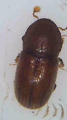 Coccotrypes dactyliperda