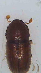 Coccotrypes dactyliperda