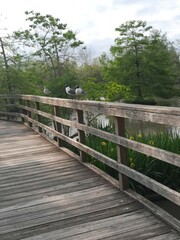 Leucophaeus atricilla