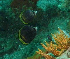 Chaetodon flavirostris
