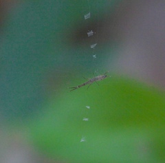 Araneomorphae