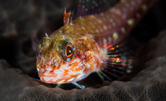 Helcogramma decurrens