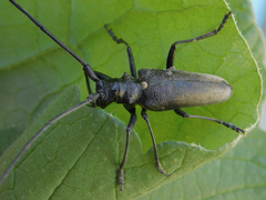 Monochamus