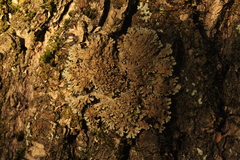 Physconia distorta
