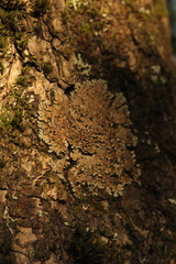 Physconia distorta