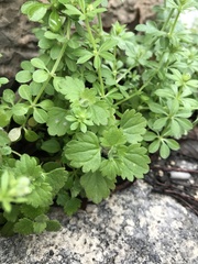 Veronica cymbalaria