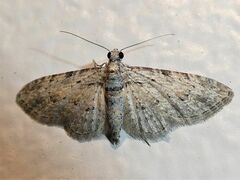 Sigilliclystis insigillata