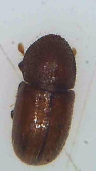 Coccotrypes dactyliperda