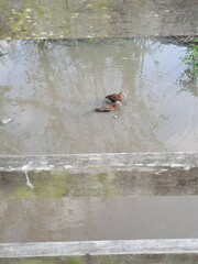 Dendrocygna autumnalis