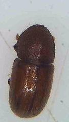 Coccotrypes dactyliperda
