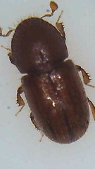 Coccotrypes dactyliperda