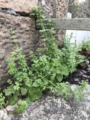Veronica cymbalaria