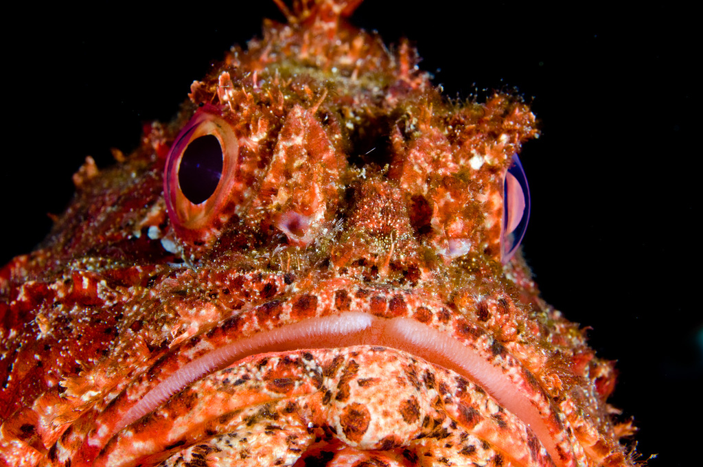 Western red rockcod (Scorpaena sumptuosa) — Scorpaenidae