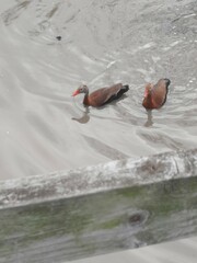 Dendrocygna autumnalis