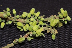 Dysoxylum malabaricum
