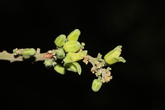 Dysoxylum malabaricum