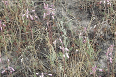 Allium praescissum